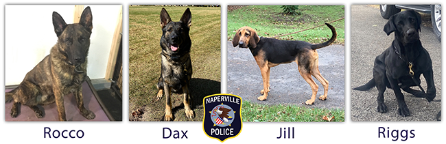 Composite image of the four dogs that assist the Naperville Police Department's patrol division —  a Dutch Shepherd, German Shepherd, Bloodhound and Labrador Retriever.