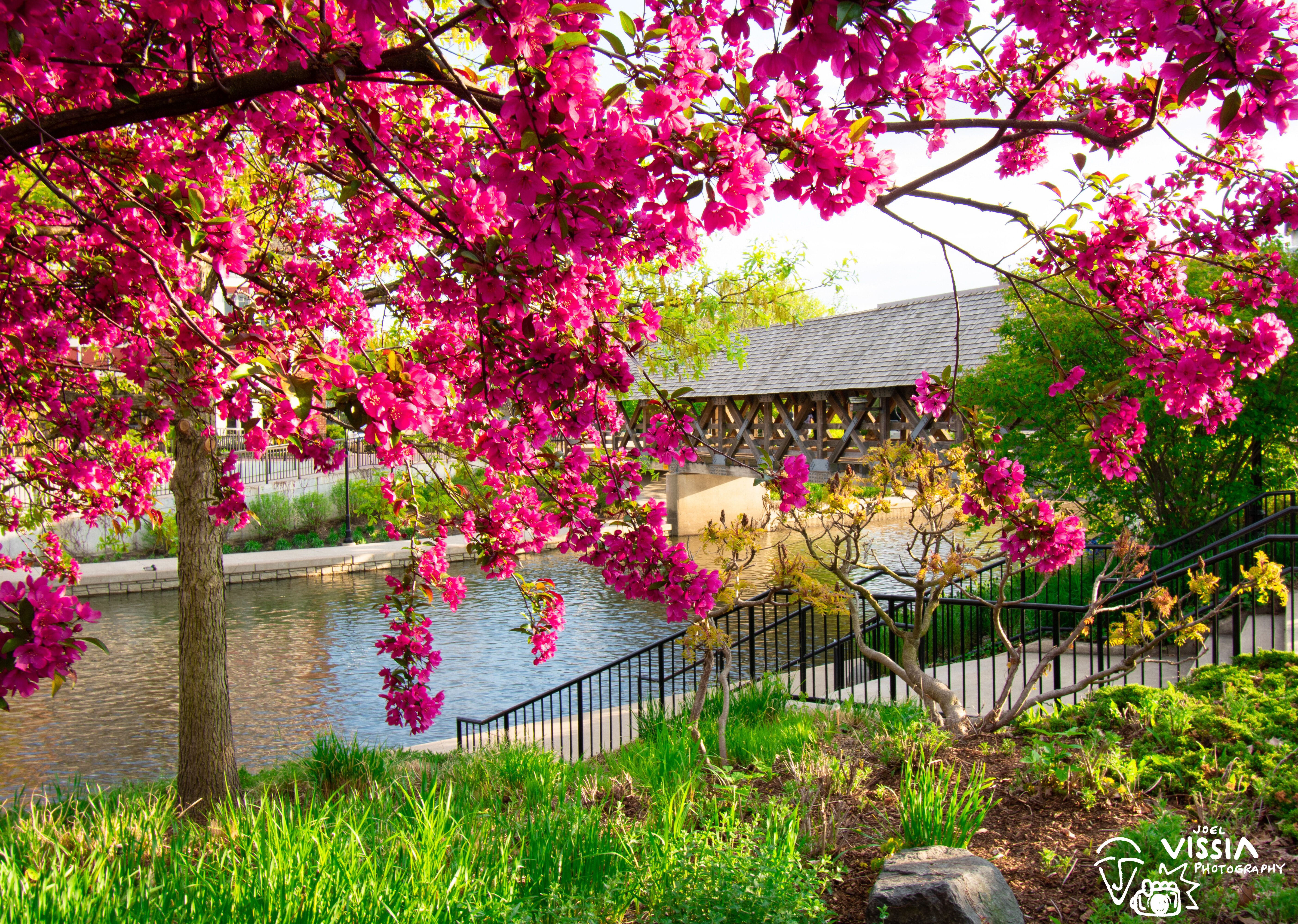 a pink flowering tree in the foreground with the DuPage River and Naperville's iconic covered bridge in the background