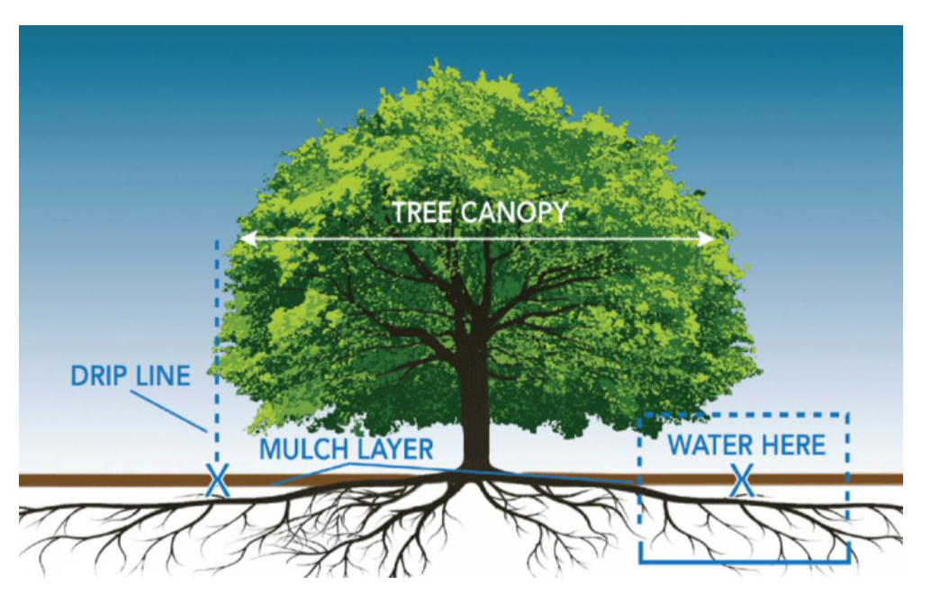 Image from Bartlett Tree Experts that shows the proper spot for watering trees, where water drips from the tree canopy onto the mulch layer.