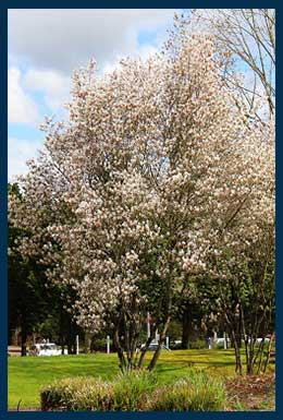 Autumn Brilliance Serviceberry tree