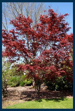 Bloodgood Japanese Maple tree