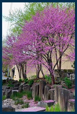 Eastern Redbud tree