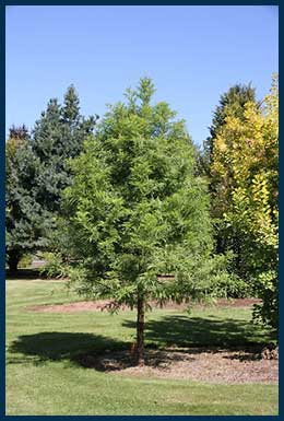 Green Whisper® Bald Cypress tree