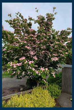  Heart Throb® Dogwood tree