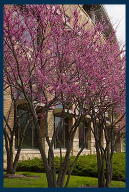  Heart's Desire™ Redbud tree