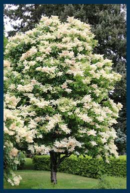 Ivory Silk® Japanese Tree Lilac tree