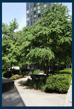 Katsura tree