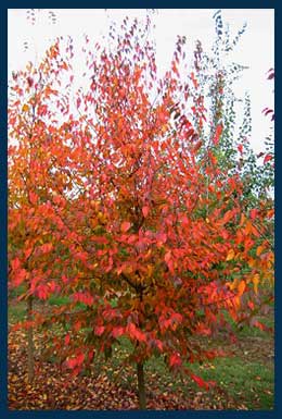 Natvie Flame American Hornbeam tree