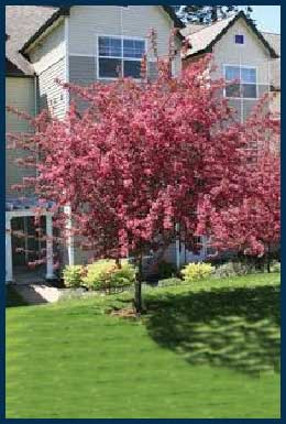 Perfect Purple Crabapple tree