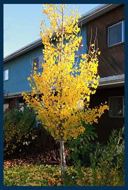 Presidential Gold® Ginkgo tree