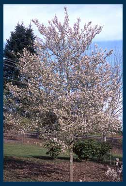 Princess Diana Serviceberry tree