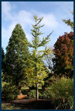 Princeton Sentry® Ginkgo tree