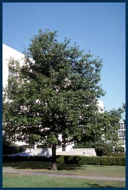 Red Oak tree