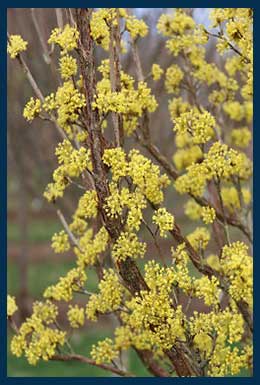 Saffron Sentinel® Cornelian Cherry tree