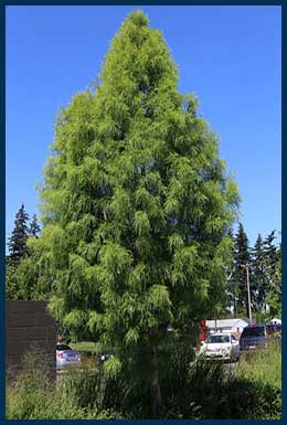 Shawnee Brave™ Bald Cypress tree