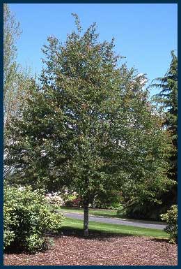 Spring Flurry® Serviceberry tree