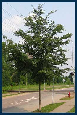 Triumph™ Elm tree