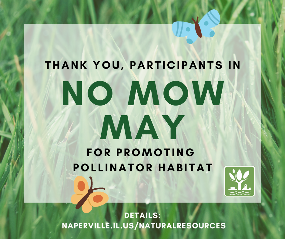 Flyer thanking people for participating in no-mow May, with grass and orange and blue butterflies.