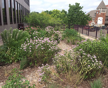 A native pollinator garden with a variety of purple and white flowers in Naperville.